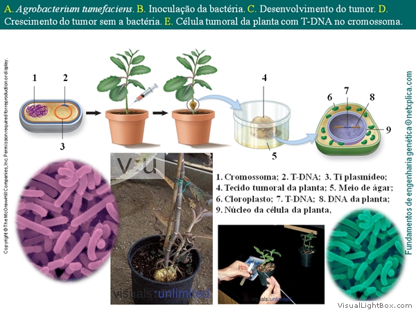 Diapositivo54