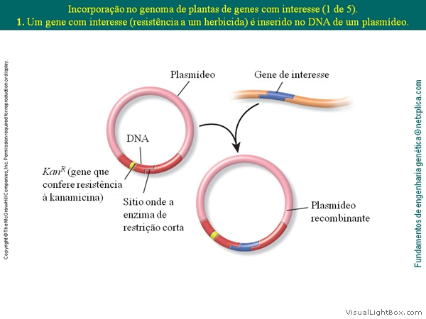 Diapositivo56