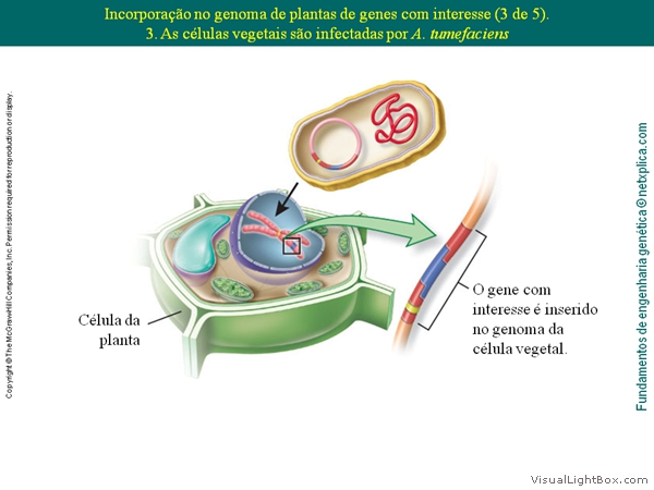 Diapositivo58