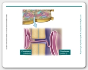 Diapositivo38