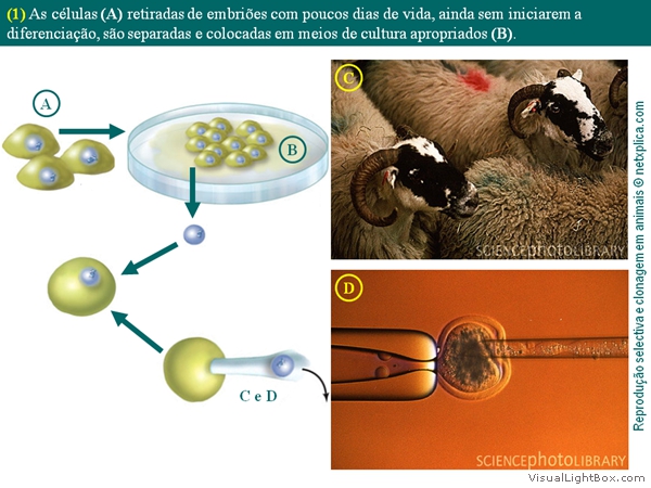 Diapositivo17