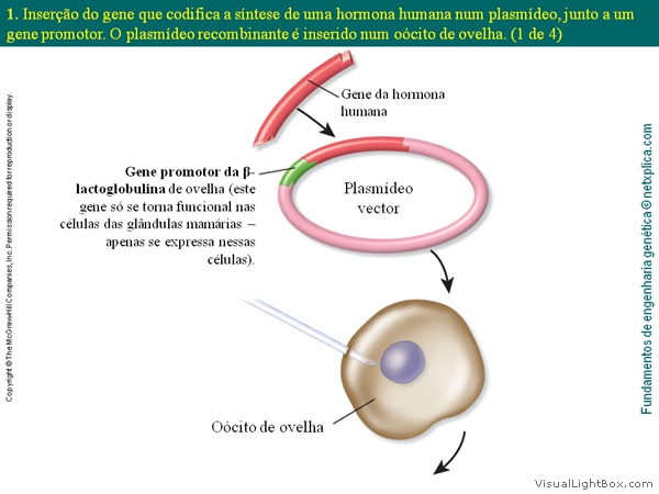 Diapositivo31