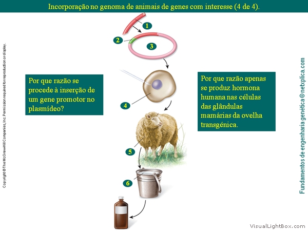 Diapositivo34