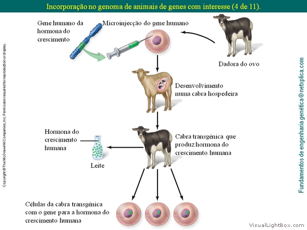 Diapositivo48