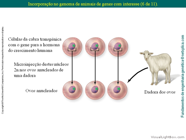 Diapositivo50