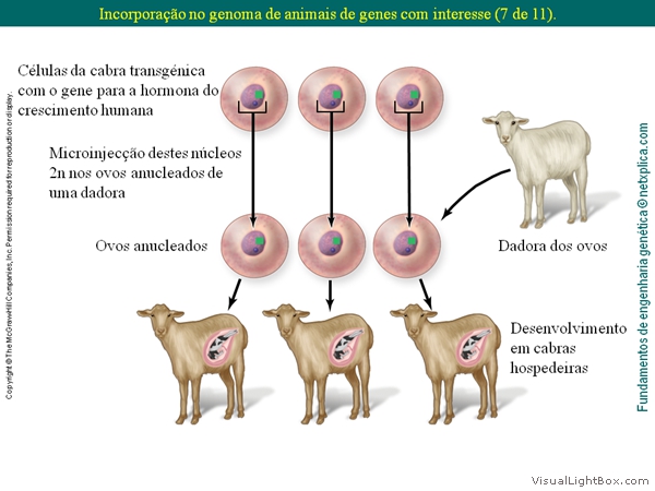 Diapositivo51