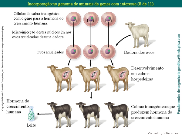 Diapositivo52