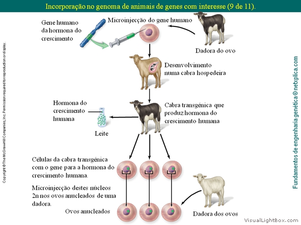 Diapositivo53