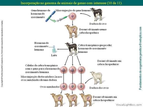 Diapositivo54