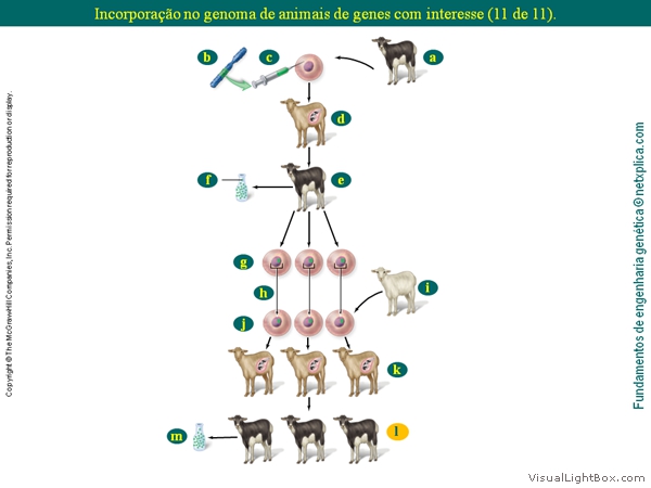 Diapositivo55