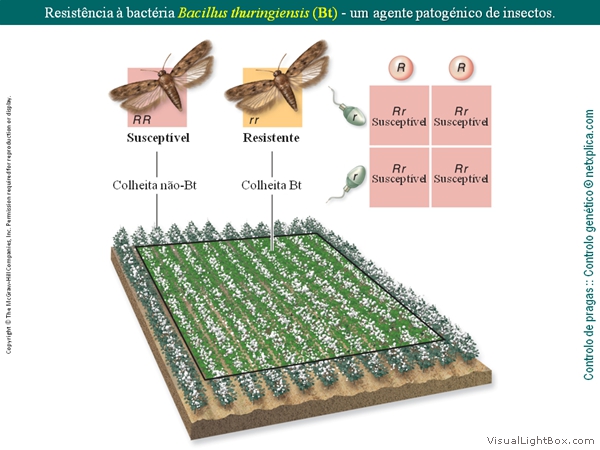 Diapositivo55