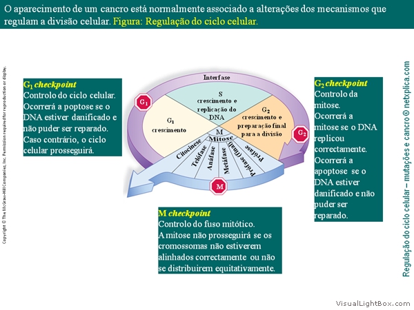 Diapositivo11