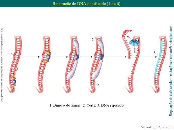 Diapositivo12