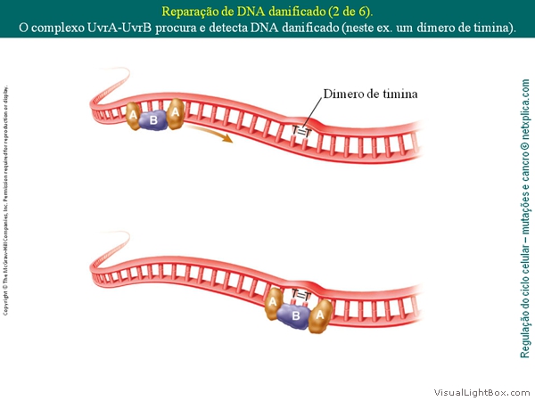 Diapositivo13