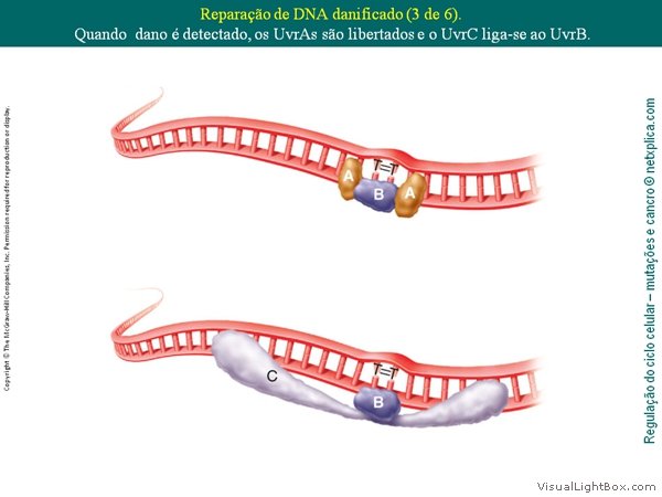 Diapositivo14