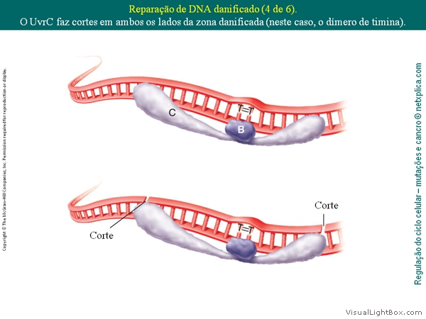 Diapositivo15