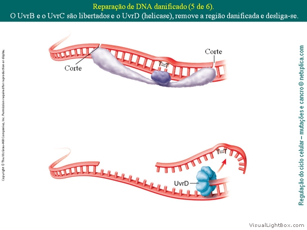 Diapositivo16