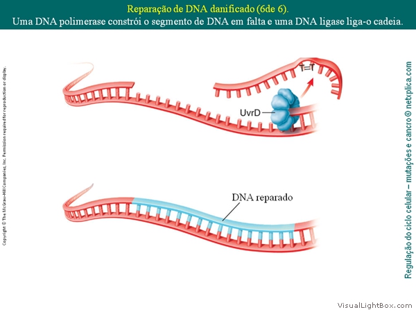 Diapositivo17