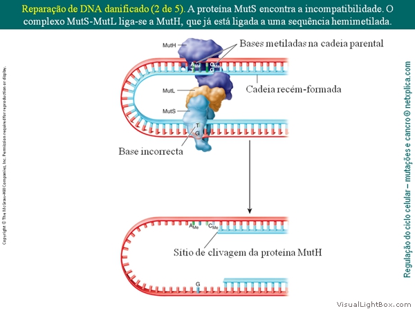 Diapositivo19