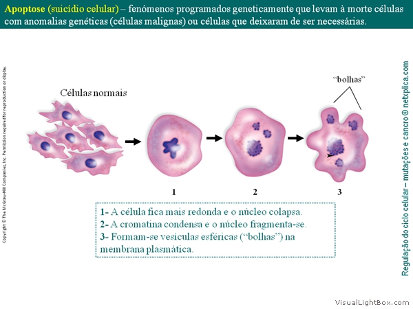 Diapositivo26