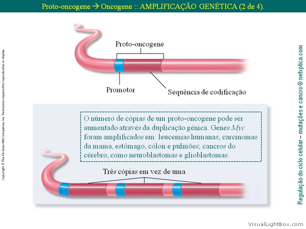 Diapositivo36