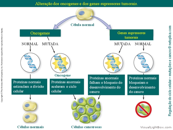 Diapositivo42