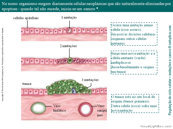 Diapositivo47