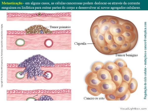 Diapositivo49