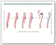 Diapositivo12