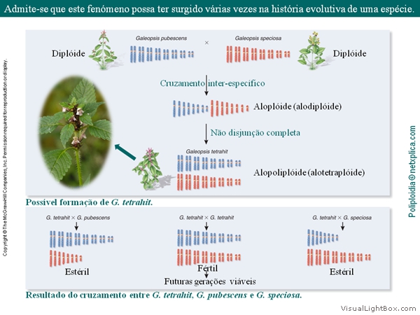 Diapositivo12