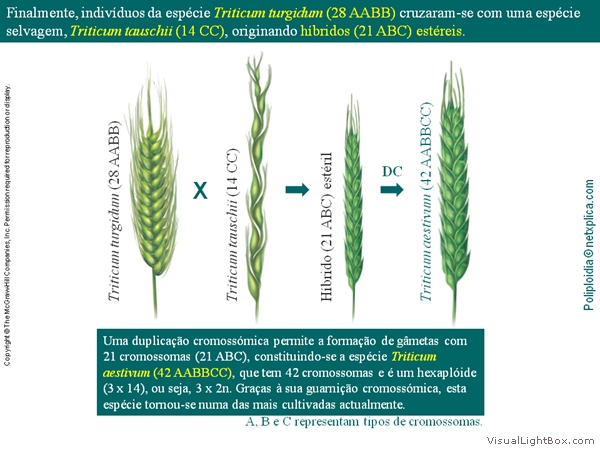 Diapositivo15