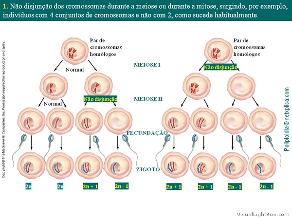 Diapositivo5