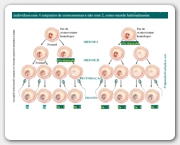 Diapositivo5