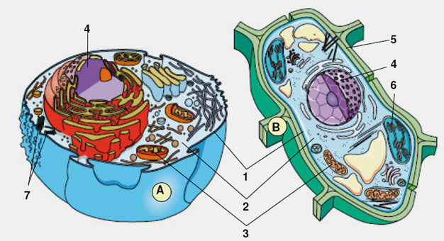 de uma célula vegetal e; imagenes de la celula vegetal. de uma célula vegetal e;