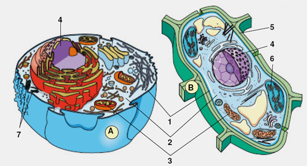 imagenes de la celula vegetal. de uma célula vegetal e;