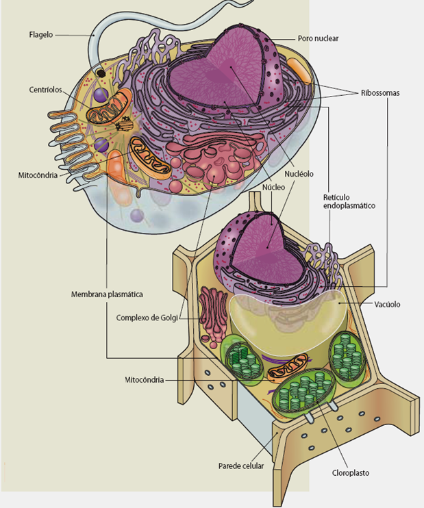 celula vegetal y celula animal. celula vegetal e animal. Células eucarióticas animais e; Células eucarióticas animais e. appleguy123. Apr 28, 11:48 AM