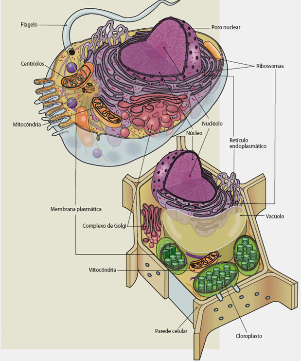 celula animal. vegetal y celula animal