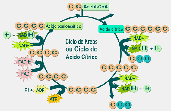 Cetosis 75 energia del ciclo de krebs