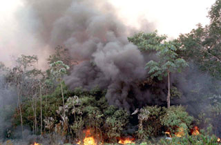 Resultado de imagem para destruição ambiental causada pelo homem