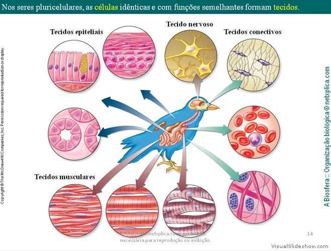 Diapositivo14