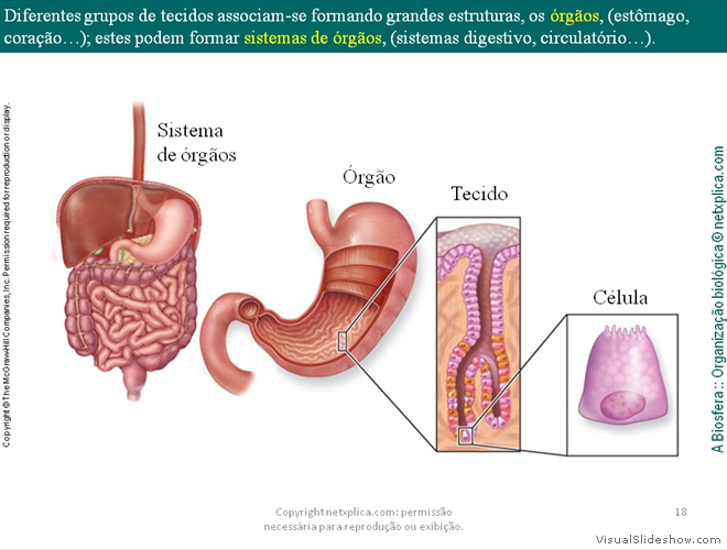 Diapositivo18