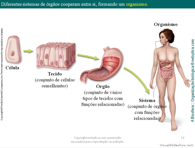 Diapositivo19