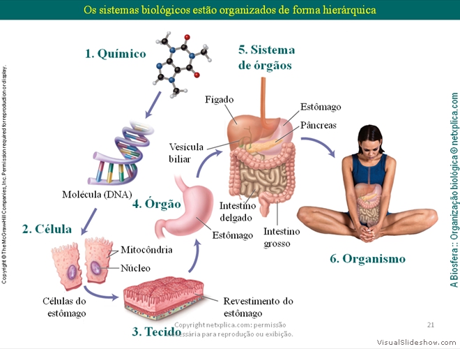 Diapositivo21