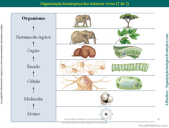 Diapositivo35