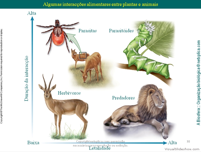 Diapositivo38