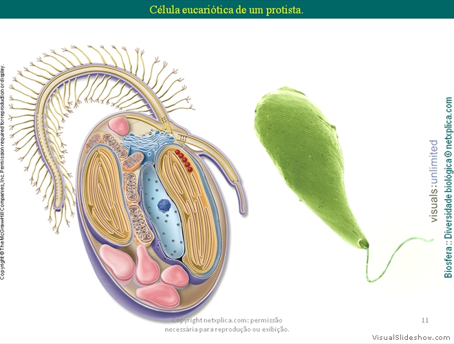 Diapositivo11