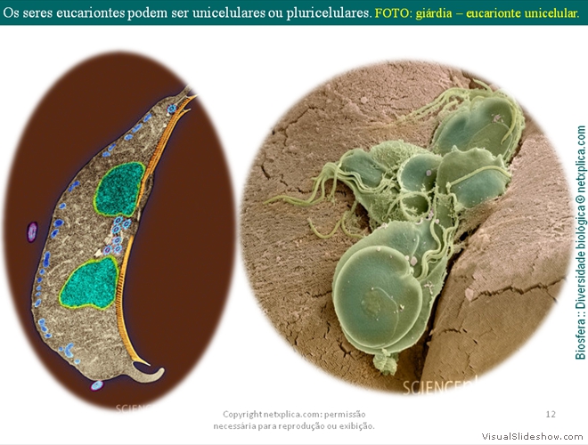 Diapositivo12