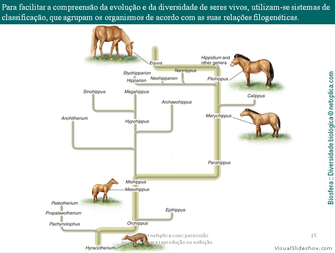 Diapositivo15