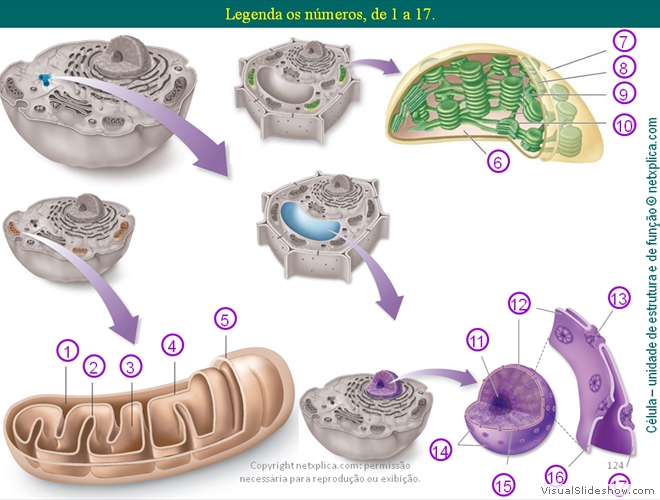 Diapositivo124