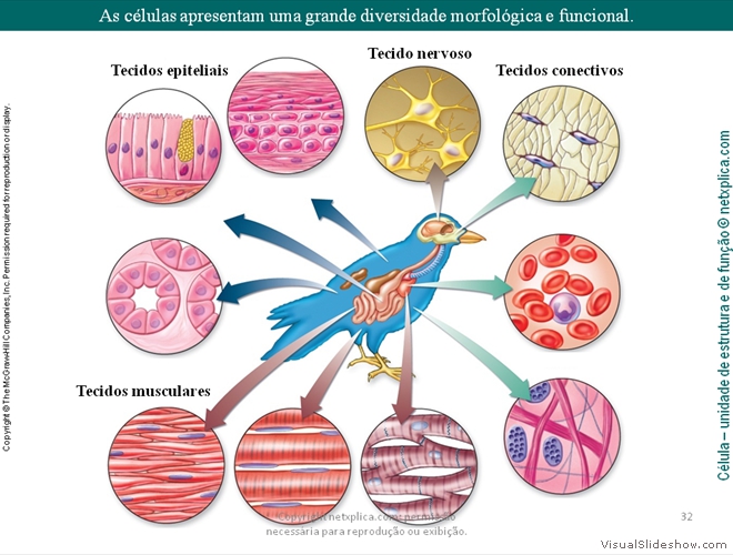 Diapositivo32